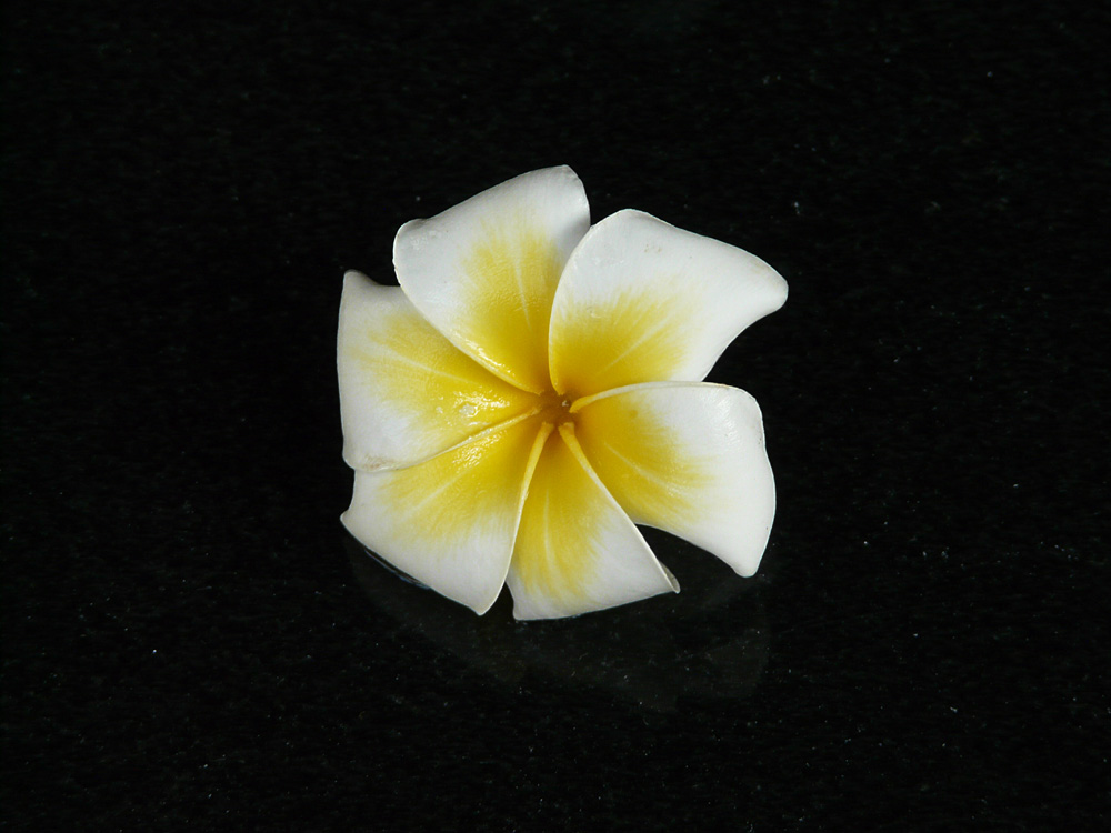 Frangipani