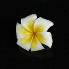 Frangipani