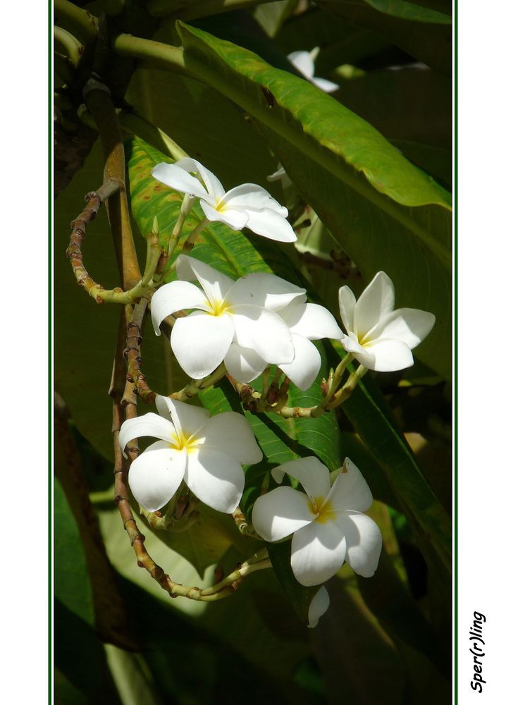 Frangipani....