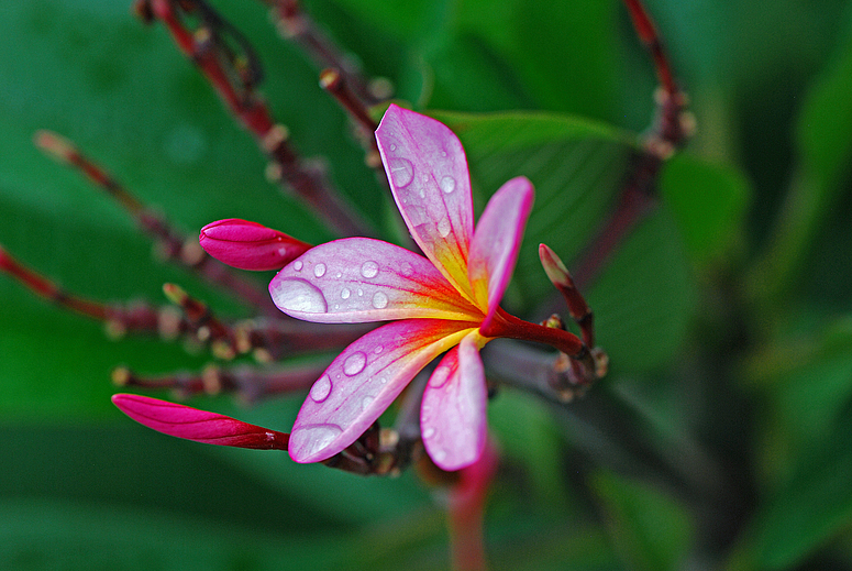 Frangipani - After the rain