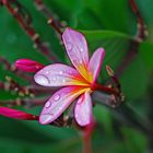 Frangipani - After the rain