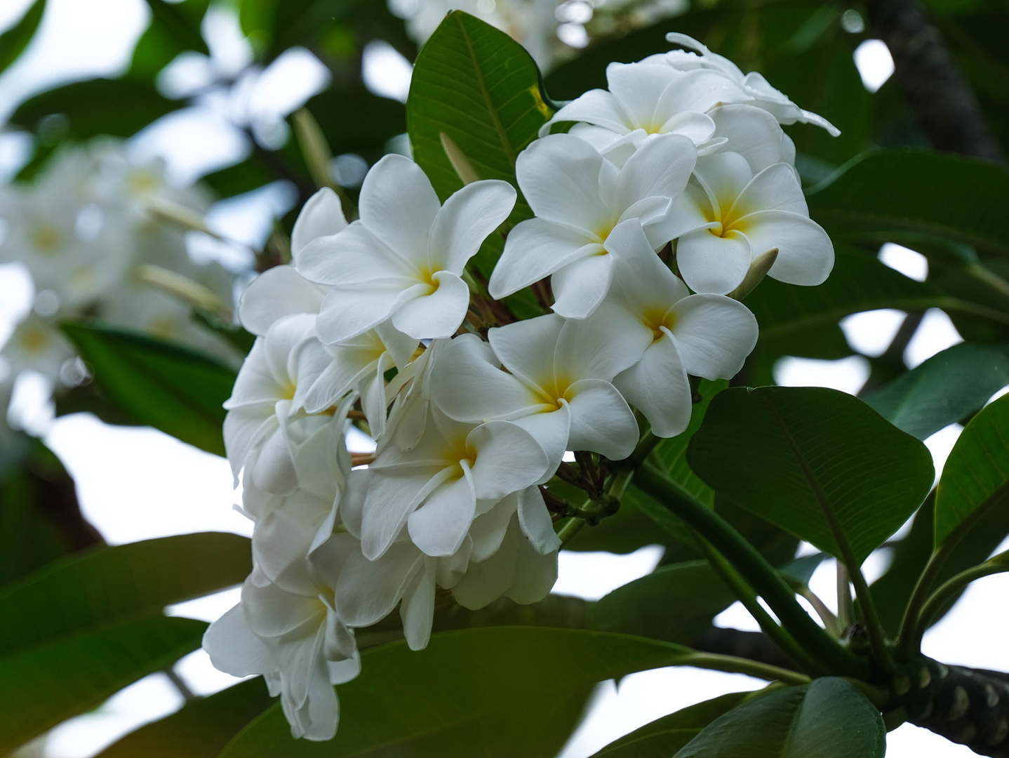 ...Frangipani at Sunset Beach...