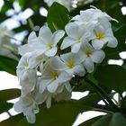 ...Frangipani at Sunset Beach...