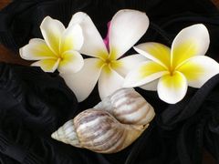 Frangipani auf schwarzem Stoff