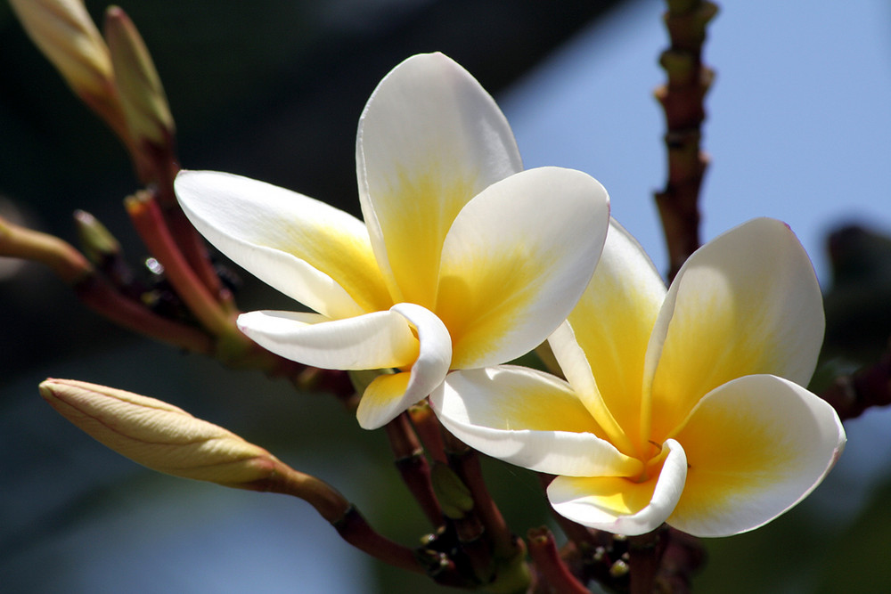 Frangipani