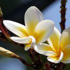 Frangipani