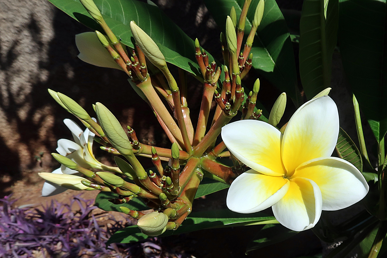 Frangipani