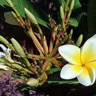 Frangipani