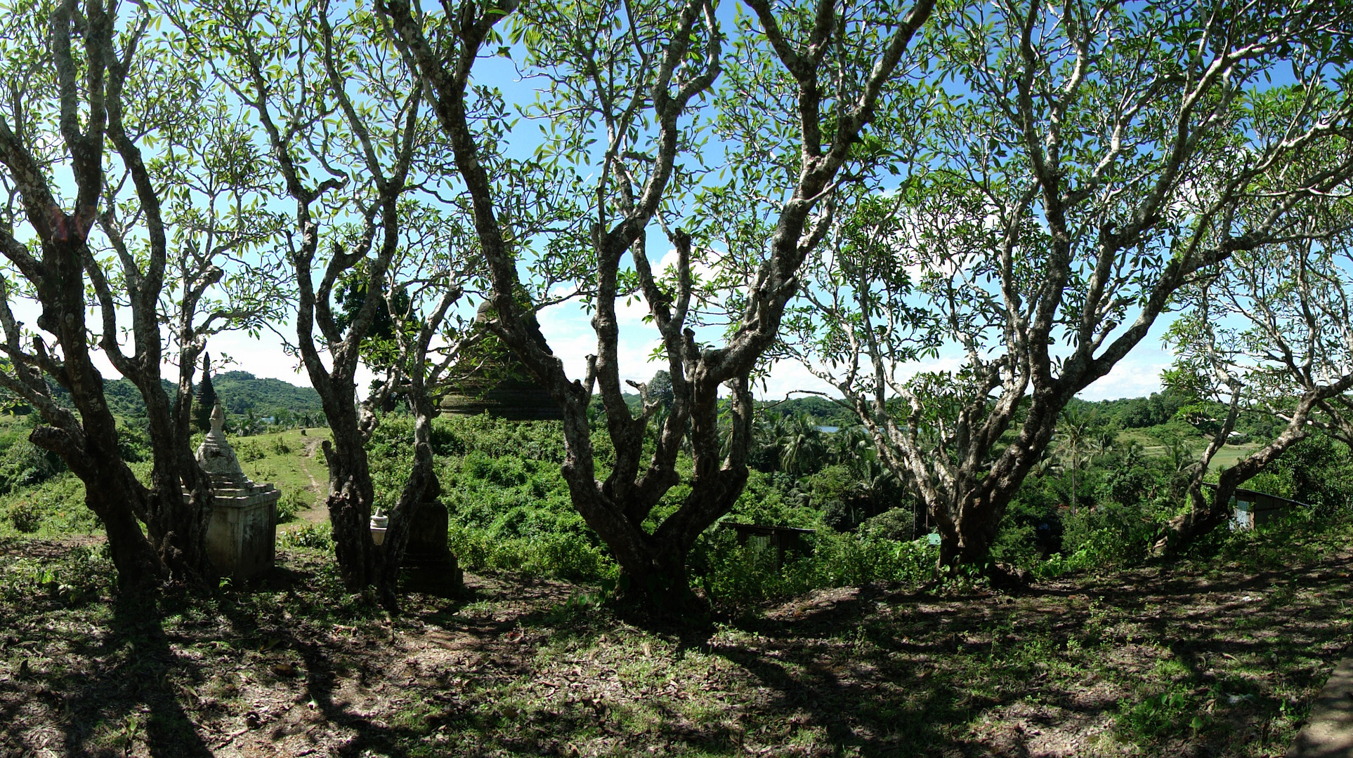 Frangipani-Bäume in Mrauk-U - August 2011