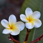 Frangipani