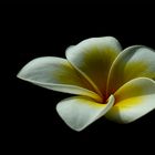 Frangipani