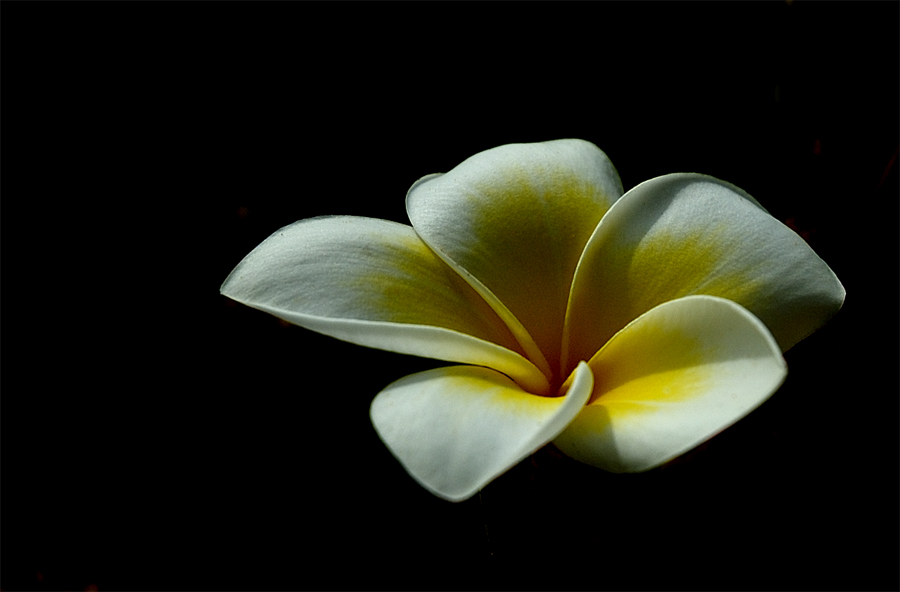 Frangipani