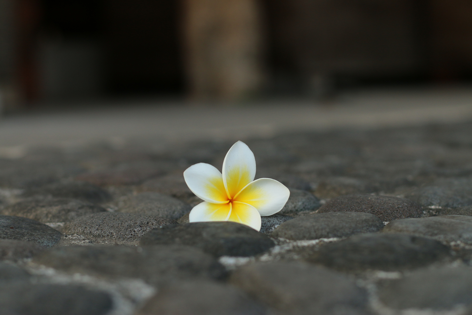 Frangipani-Blüte