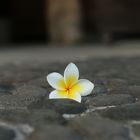 Frangipani-Blüte