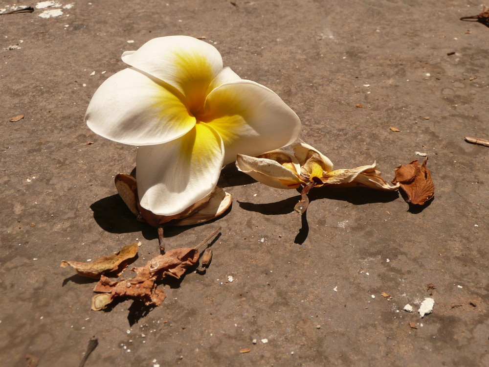 Frangipani-Blüte