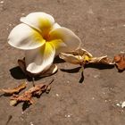 Frangipani-Blüte