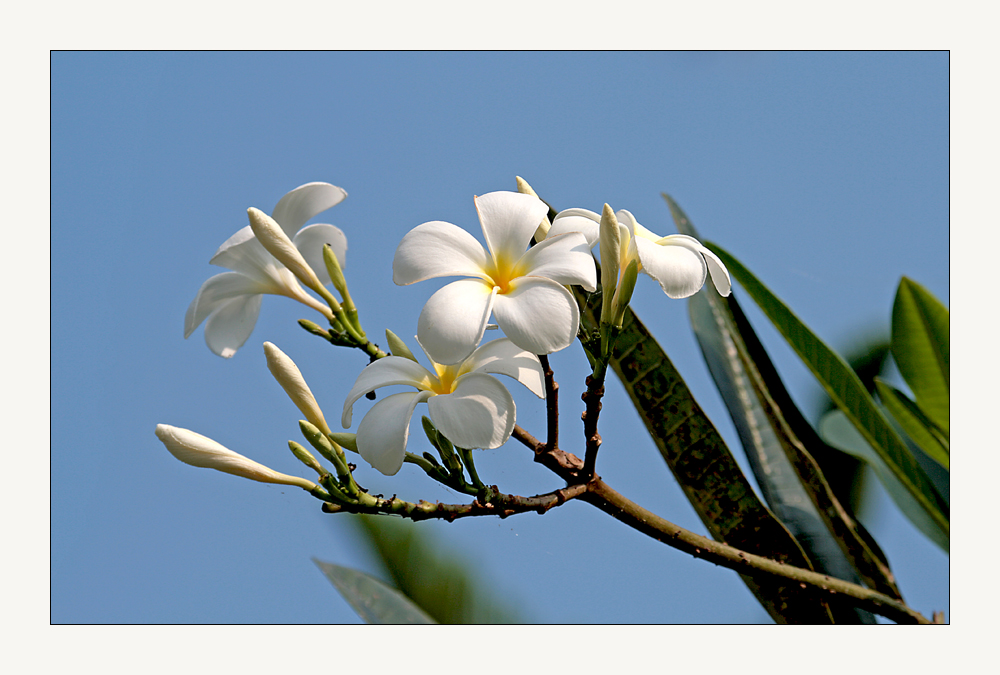 Frangipani-Blüte