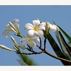 Frangipani-Blüte