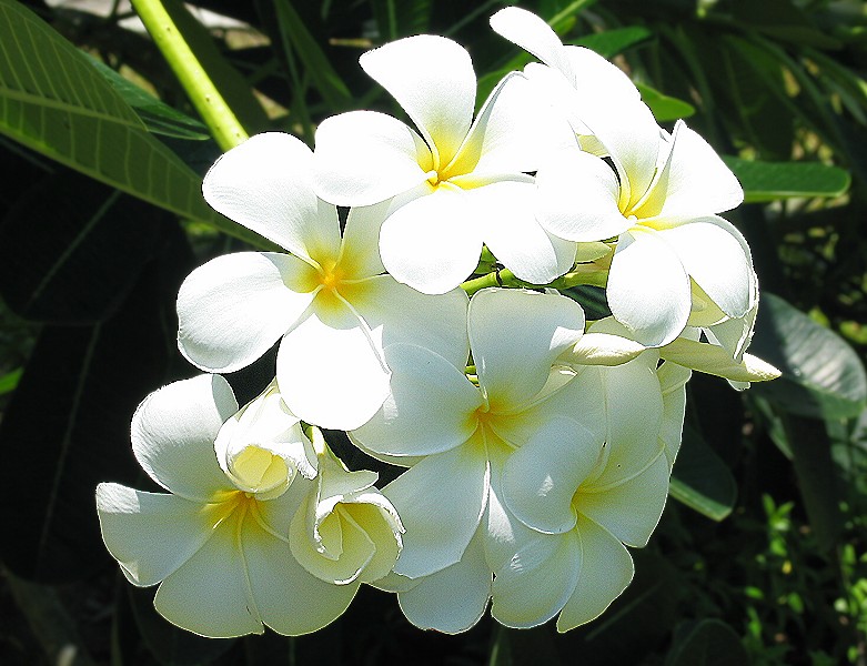 Frangipani Blüte.