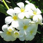 Frangipani Blüte.