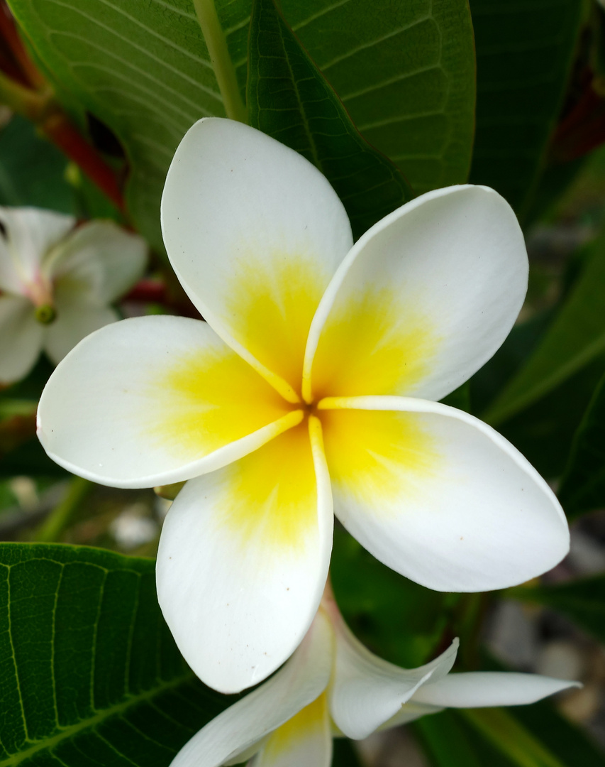 Frangipani Bluete