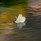 Frangipani-Blüte...