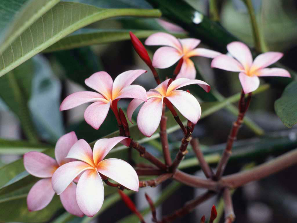 Frangipani-Blüten