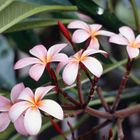 Frangipani-Blüten