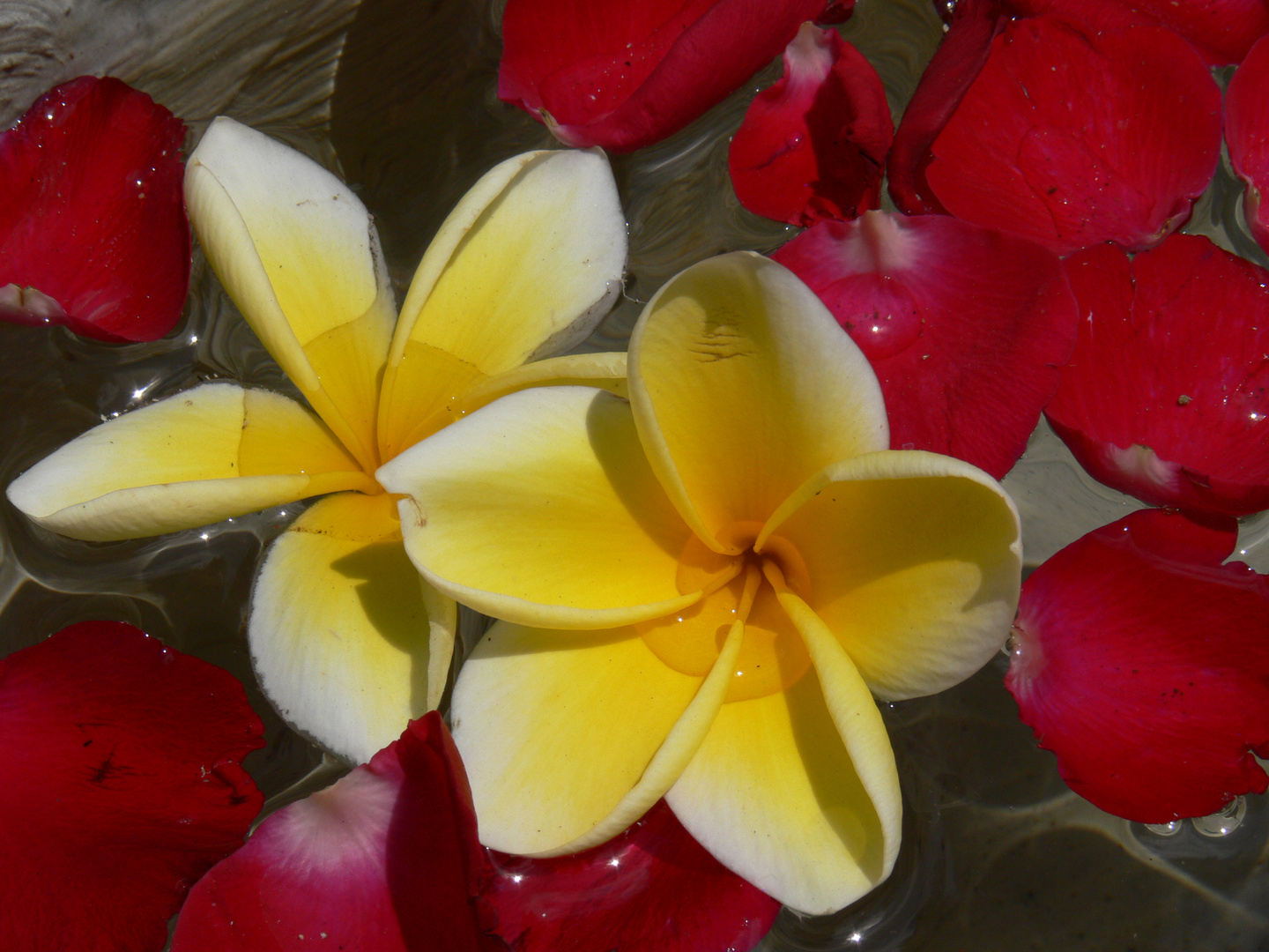 Frangipani Blüten