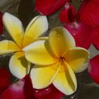 Frangipani Blüten