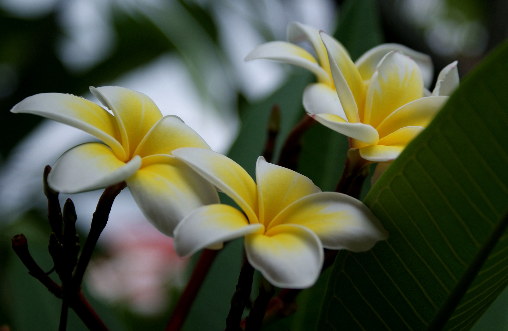 Frangipani-Blüten...