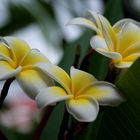 Frangipani-Blüten...