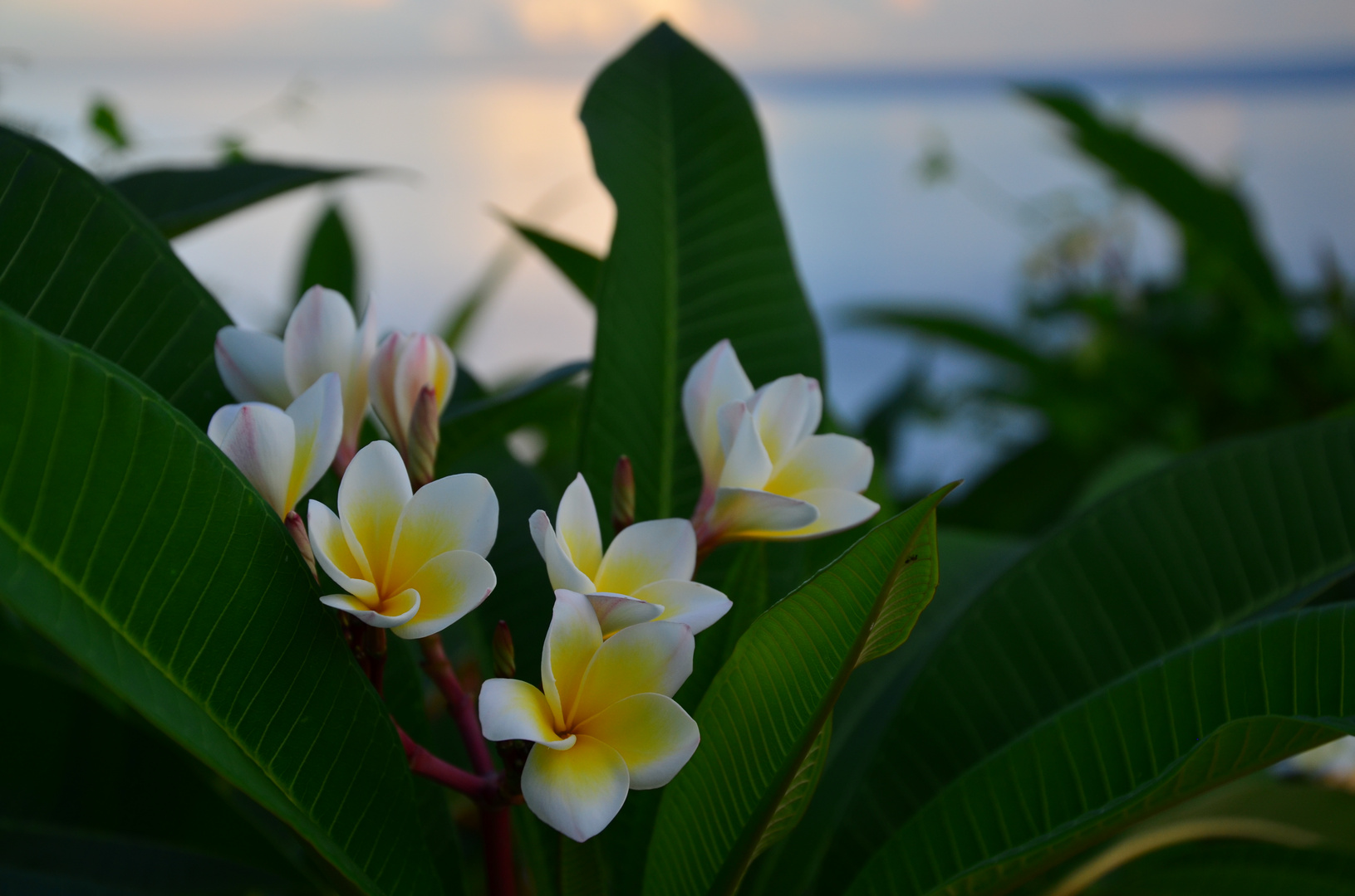 Frangipani-Blüten