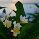 Frangipani-Blüten