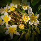 Frangipani Blüten betörender Parfüm Duft