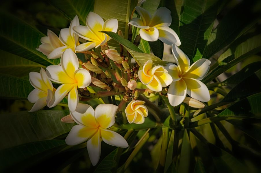 Frangipani Blüten betörender Parfüm Duft