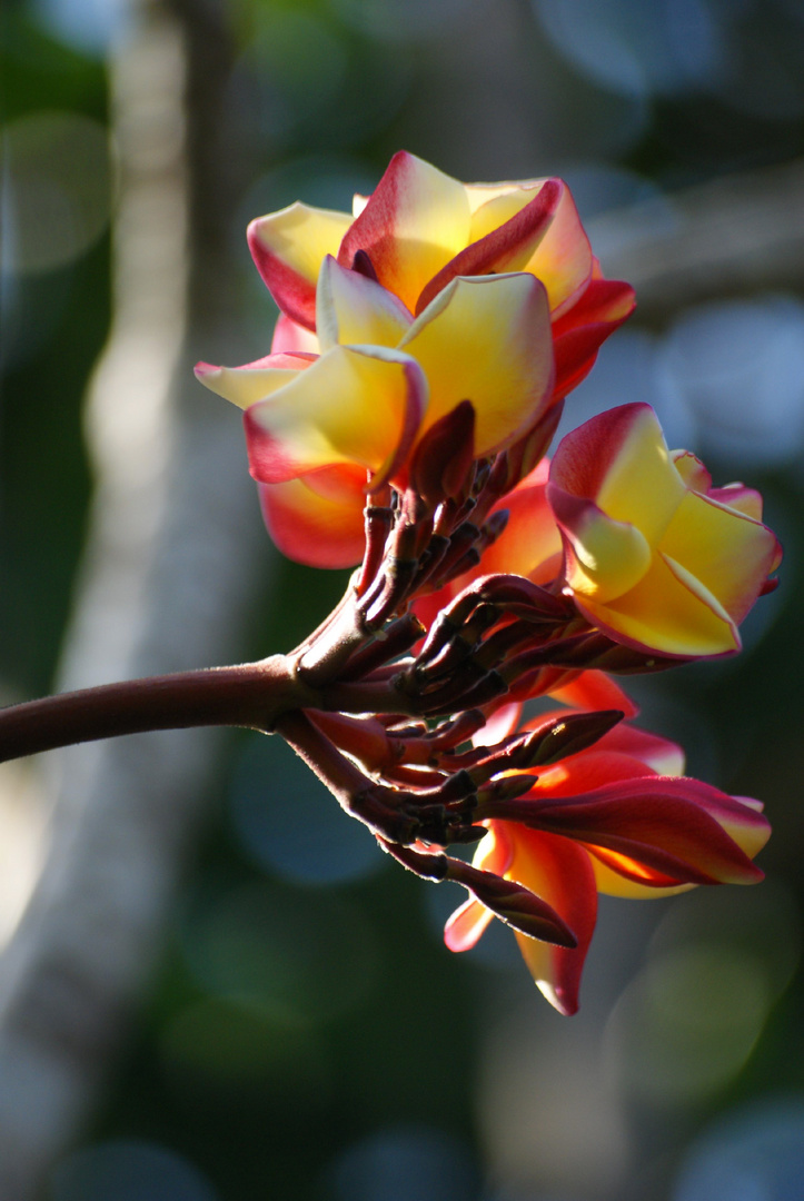 Frangipani Blüten