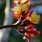 Frangipani Blüten