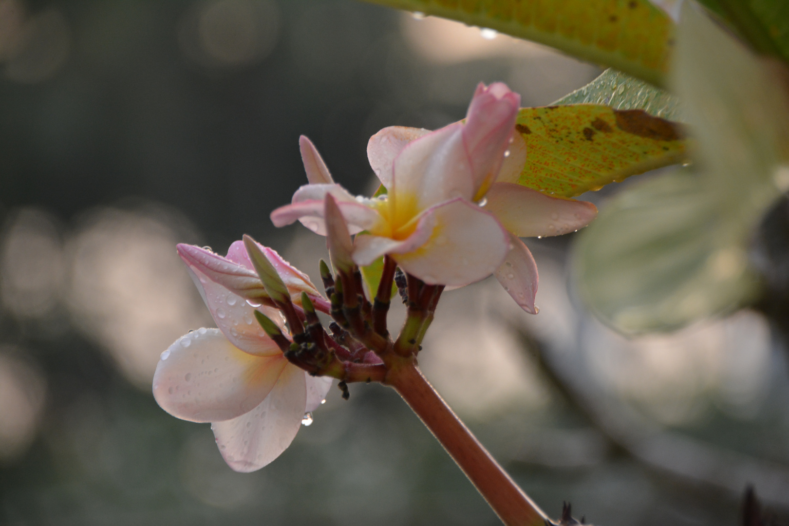 Frangipani-Blüten im Regen