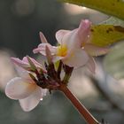 Frangipani-Blüten im Regen