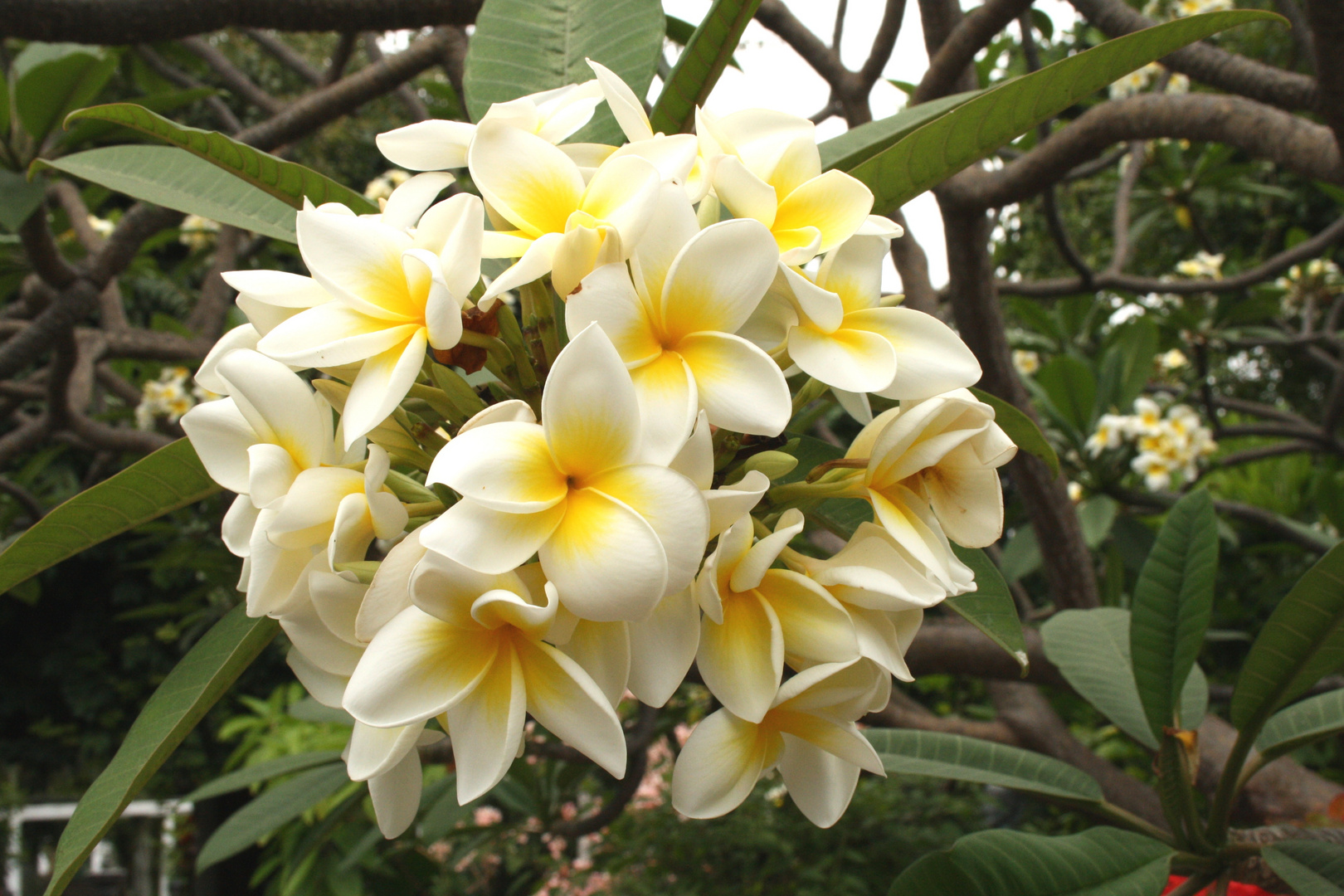 Frangipani Blütenkugel