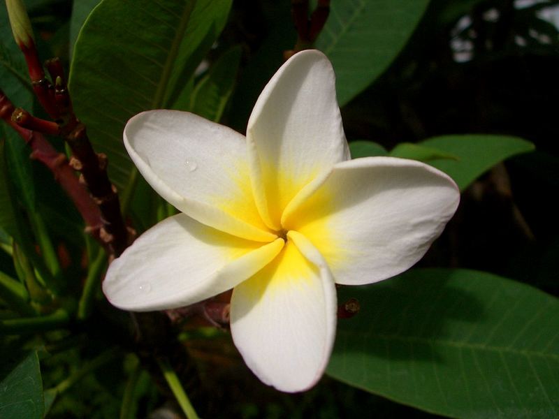 frangipani blume