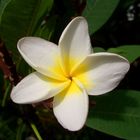 frangipani blume