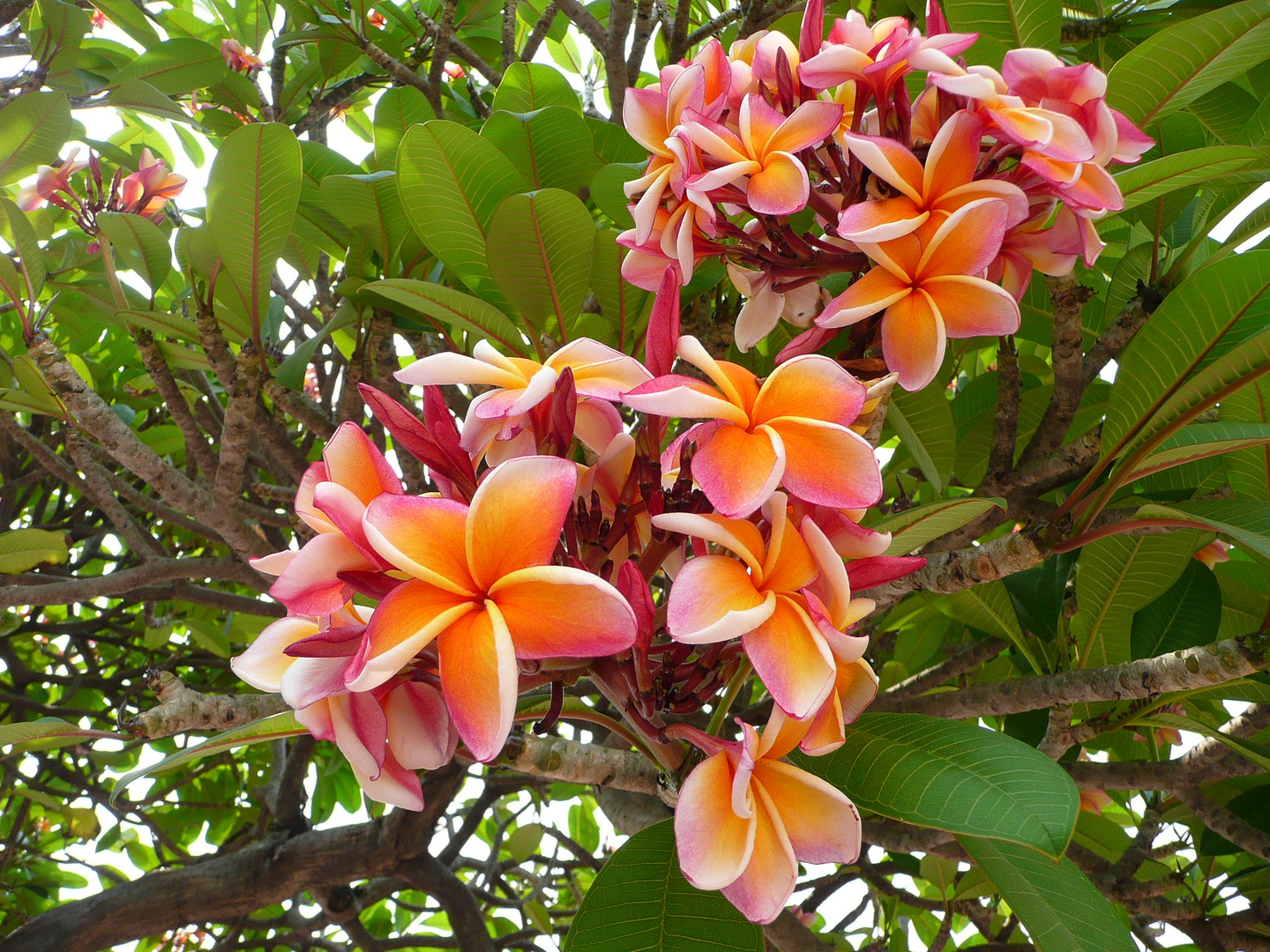 Frangipani Bunt