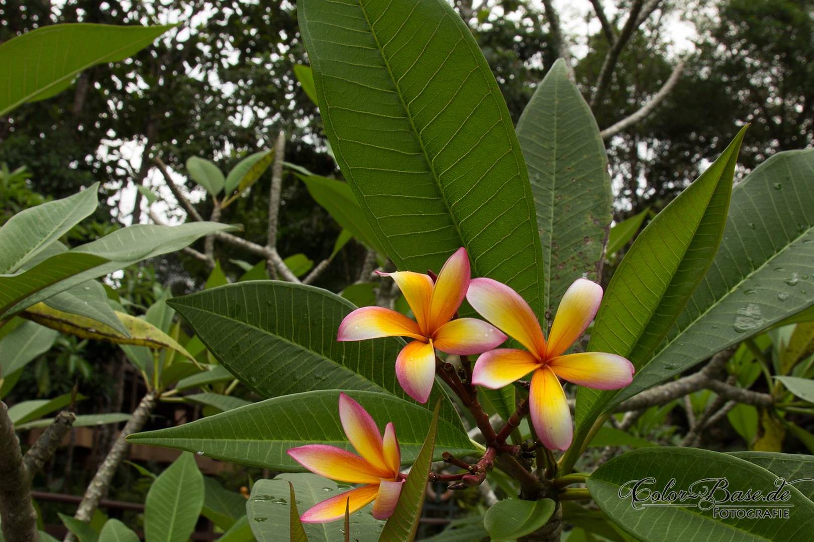 Frangipani