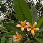 Frangipani