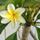 Frangipani