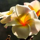 Frangipani