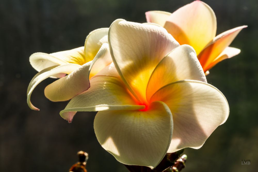 Frangipani