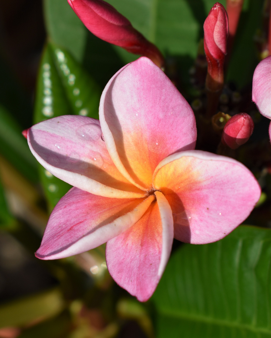 Frangipani*